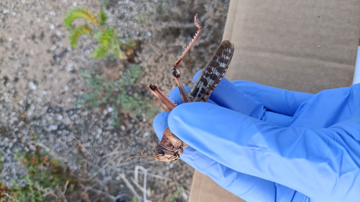Vigilancia extrema a "decenas de miles" de langostas en Lanzarote