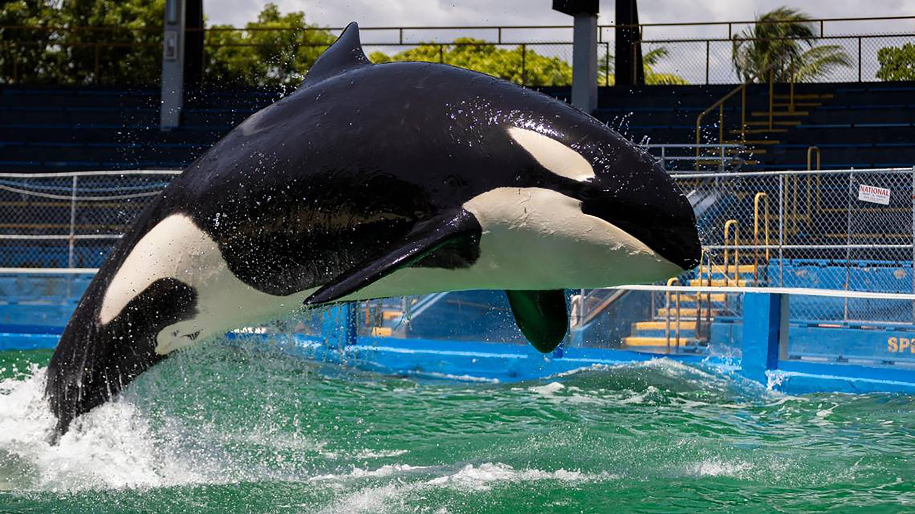 La orca Lolita durante una de las funciones en el &#039;Miami Seaquarium&#039;