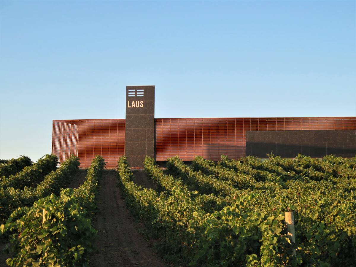 LAUS finaliza una vendimia 2022 más breve pero de gran calidad