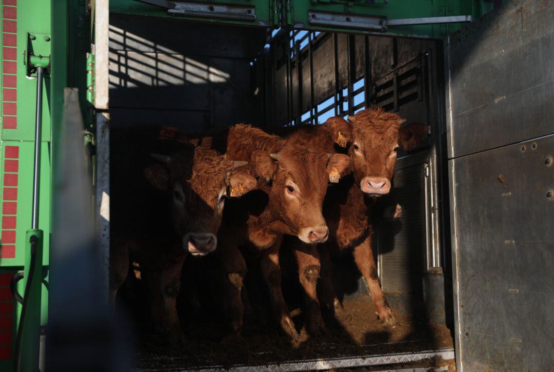 Varias vacas salen de un cajón de animales en una explotación ganadera  