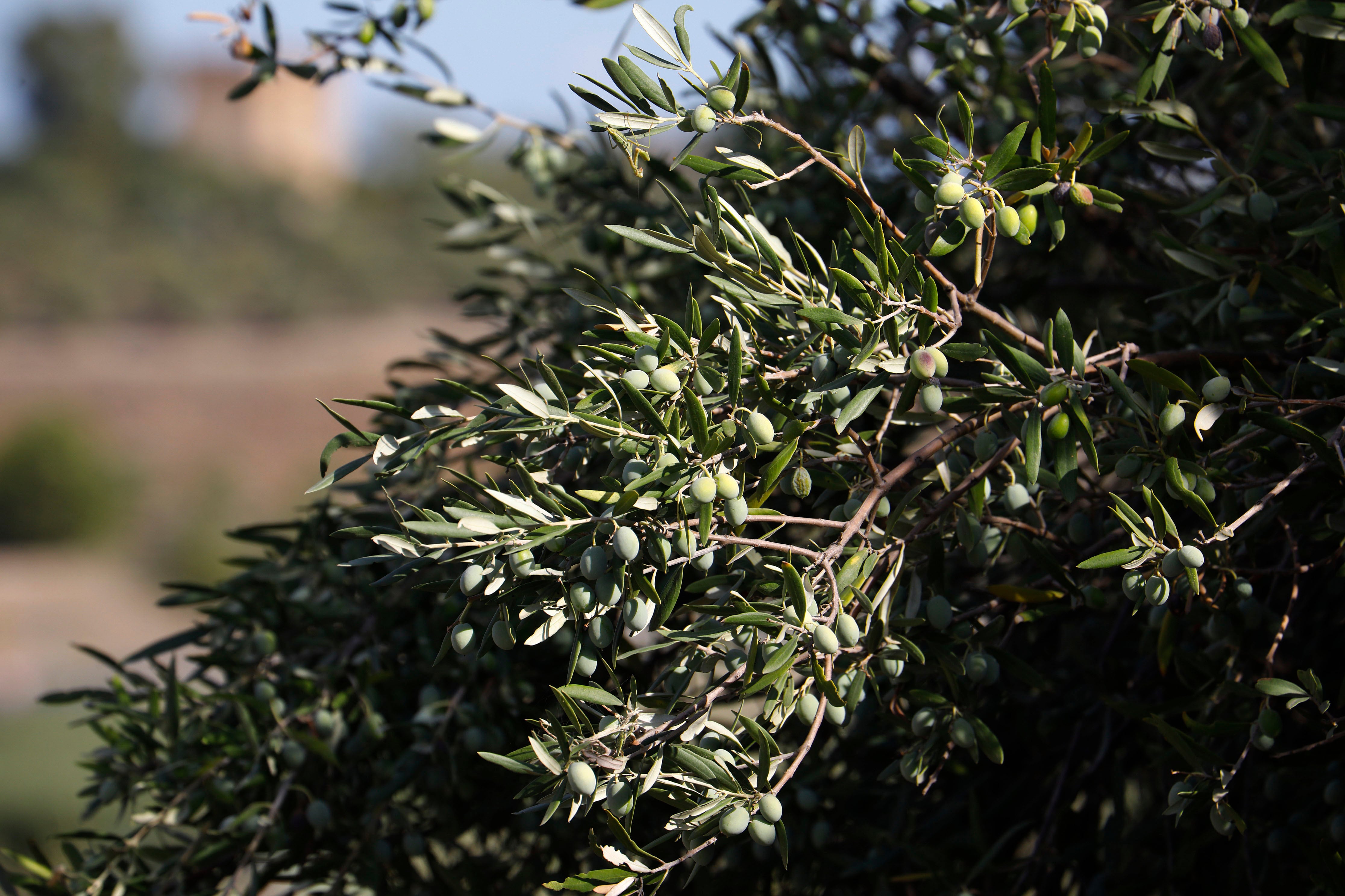 CÓRDOBA, 13/09/2023.-Vista de una rama de olivo cargada de aceitunas en un olivar. La cosecha de la aceituna para la mesa estará este año alrededor de las 440.000 toneladas, según el segundo avance del aforo de la campaña de verdeo, que tiene garantizada una producción de buena calidad y calibre en los casos de los olivos que están en regadío y en las que las de secano están arrugadas por la falta de agua.- EFE/Salas
