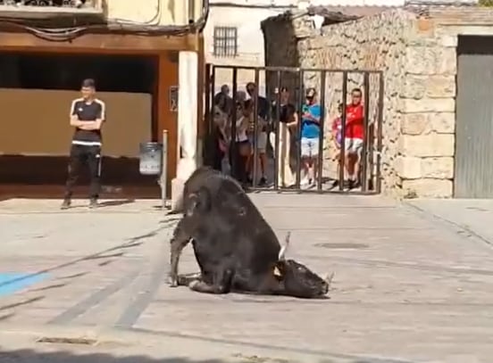 Fotograma del vídeo difundido por PACMA en sus redes sociales en los que se muestra el sufrimiento del animal