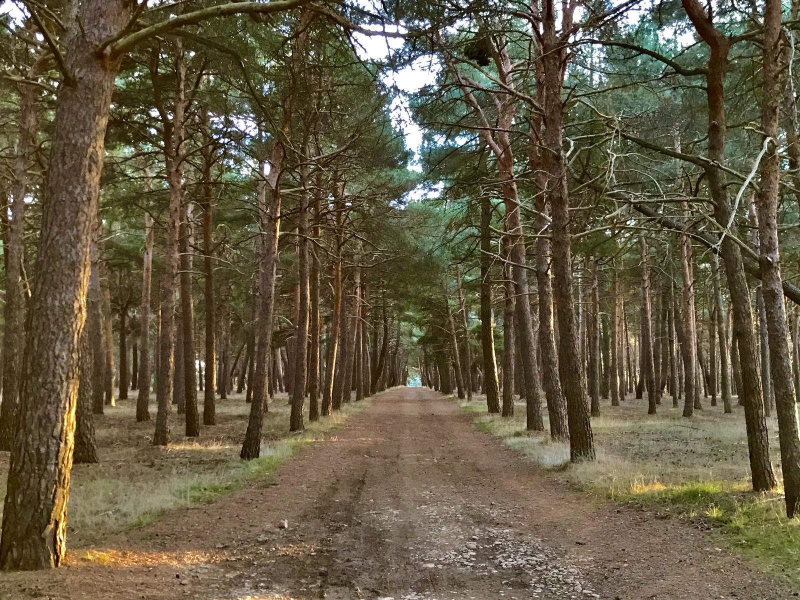 Bosque en Palencia