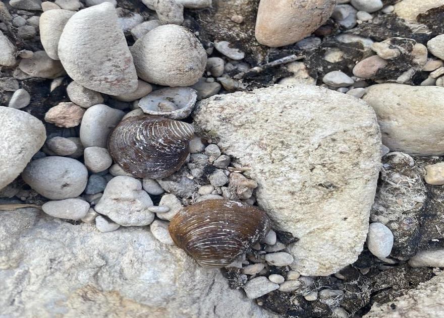 Almeja invasora en el Canyoles (Foto: Acció Ecologista Agró)