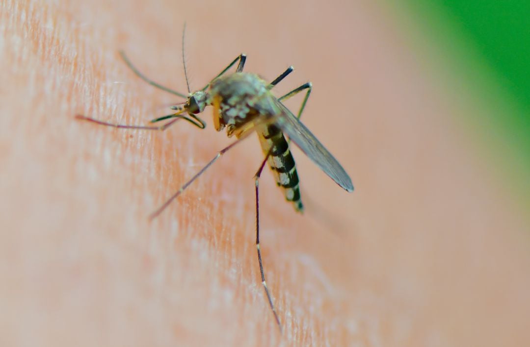 Mosquito de la especia Aedes vexans.