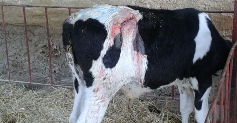 Un vedell malferit que ha estat cosit per un veterinari