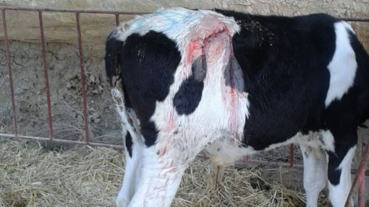 Nou atac al Baix Segrià