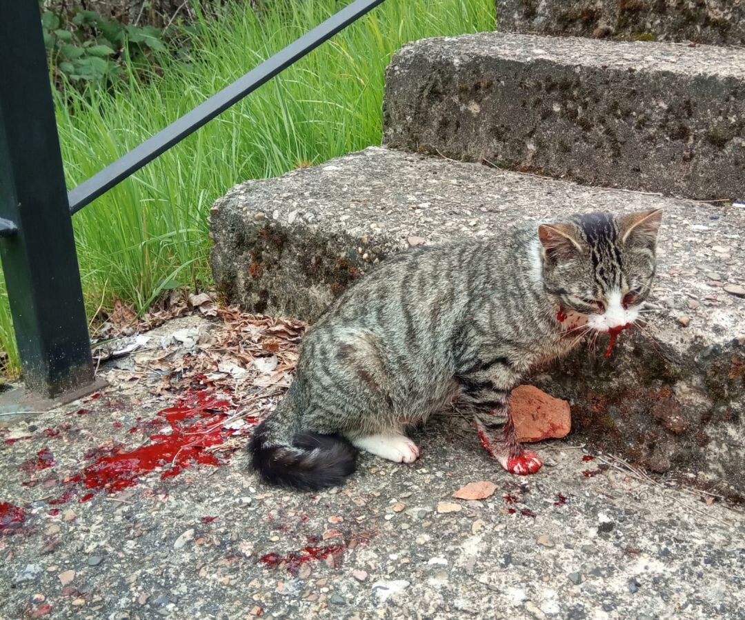 Gata a la que han disparado en Barruelo de Santullán (Palencia)