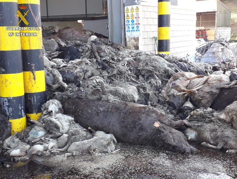 Restos animales en la planta de Puertollano