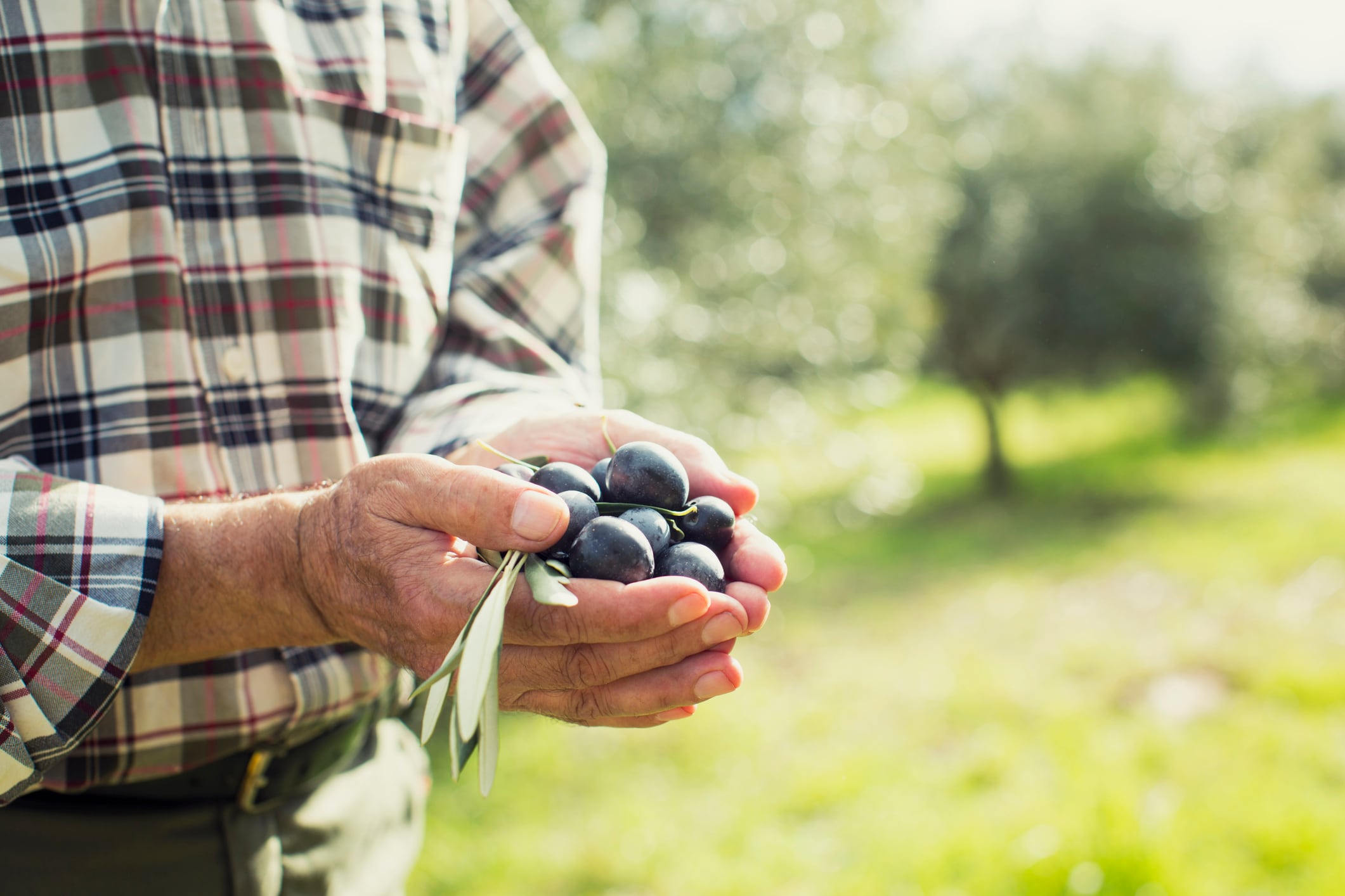 Aceitunas en las manos de un agricultor.