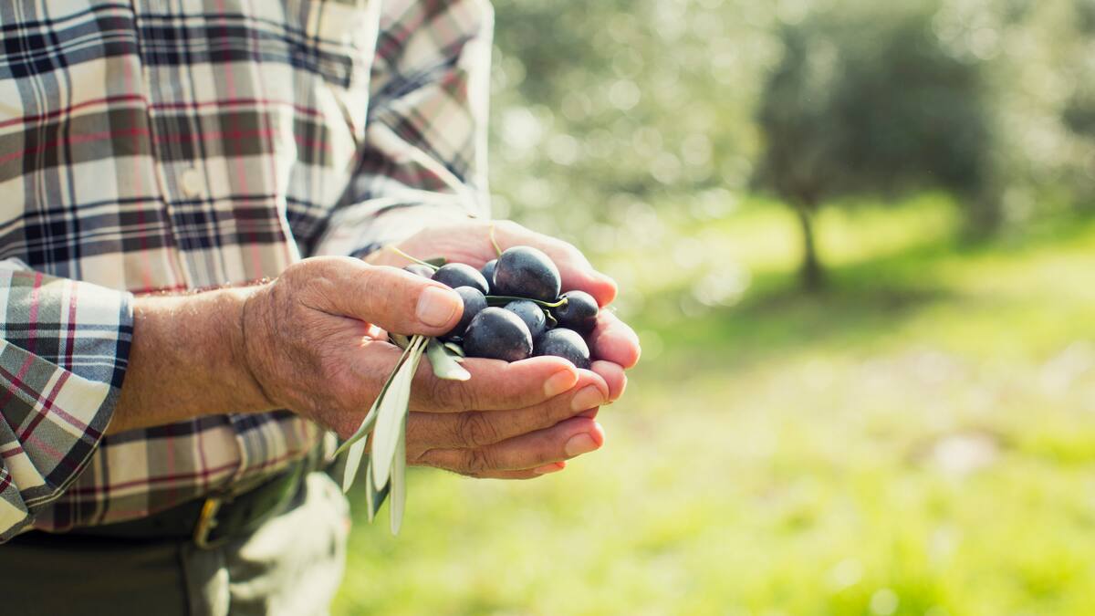 Cristóbal Cano, UPA, sobre campaña de la aceituna en Jaén: “Marcha a un ritmo muy acelerado. Hay zonas con dos tercios de la campaña ya recogida”