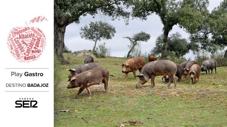 Cerdos ibéricos en la Dehesa de Extremadura.