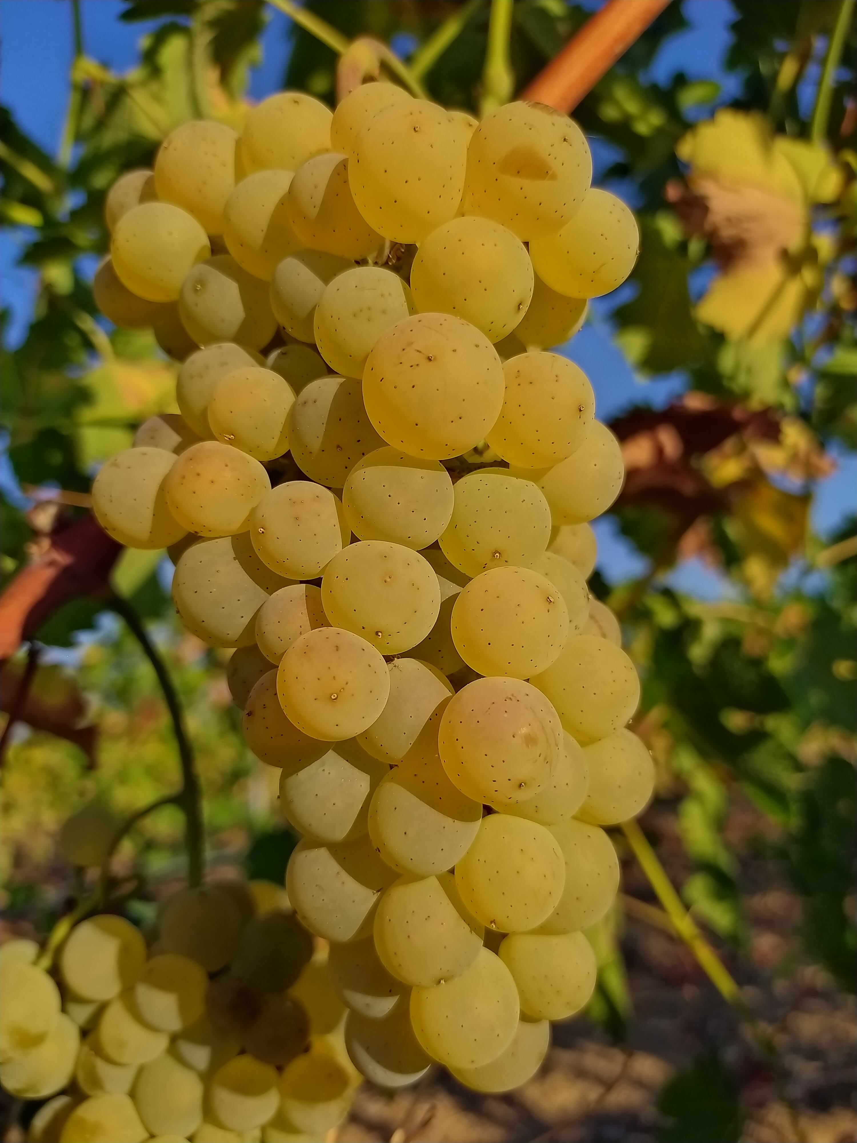 Racimo de la variedad albillo real