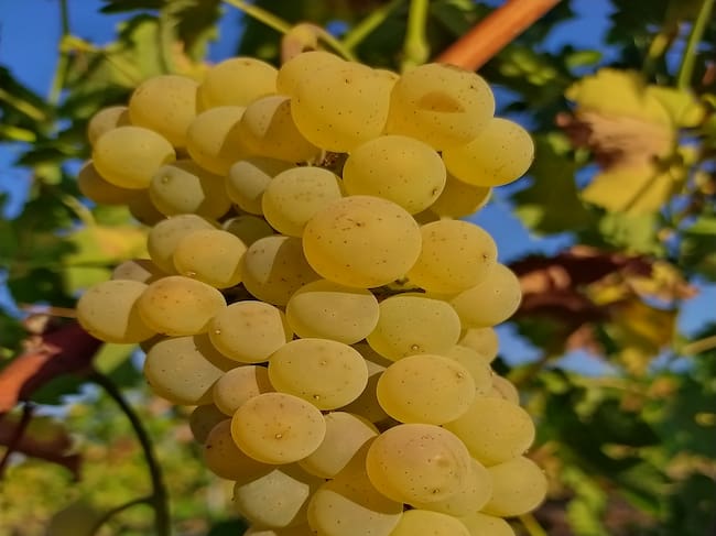 Racimo de la variedad albillo real