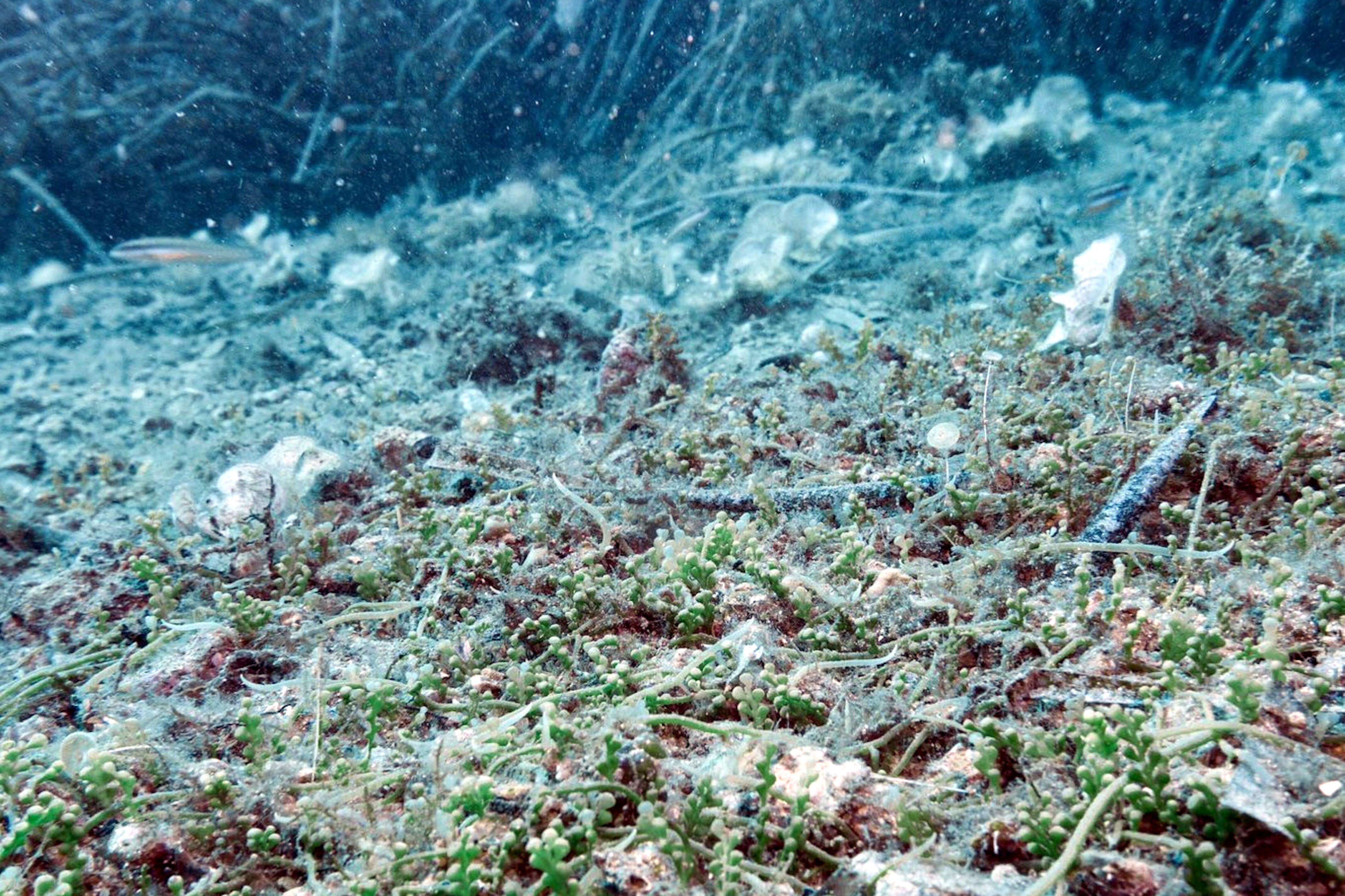 L'alga exòtica a la reserva de les Medes i a la zona de Cala Montgó