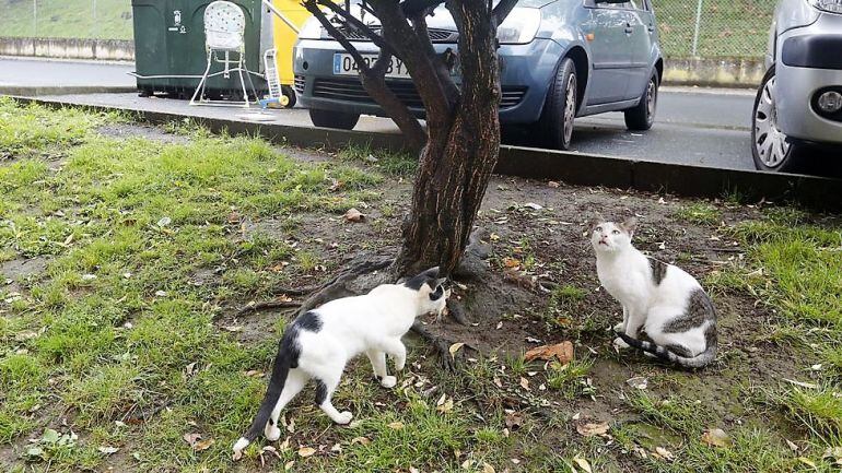 Gatos callejeros