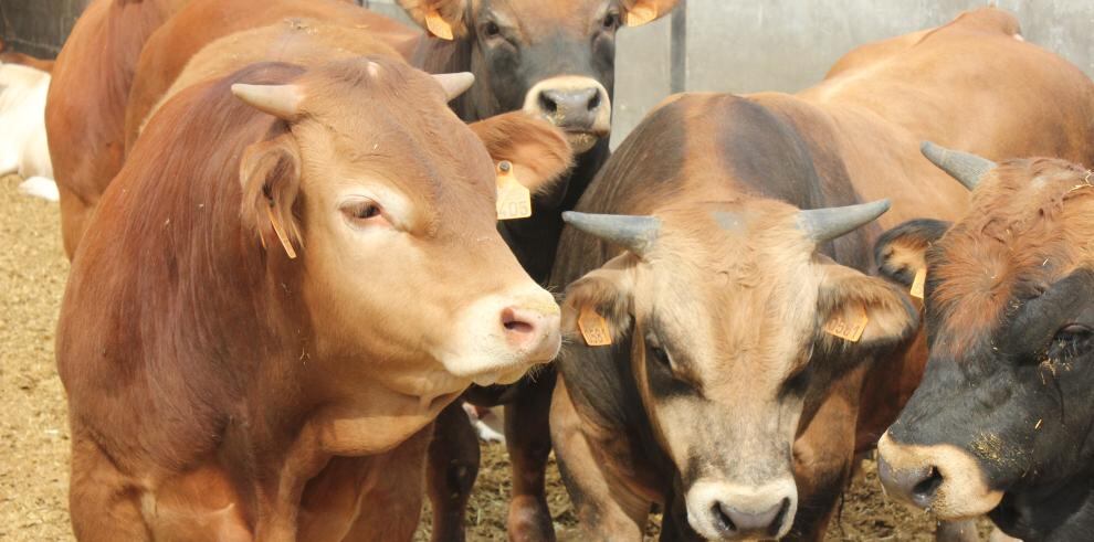 El Departamento de Agricultura dispondrá 80.000 vacunas para proteger la cabaña bovina aragonesa frente a la dermatosis nodular contagiosa. Foto: DGA