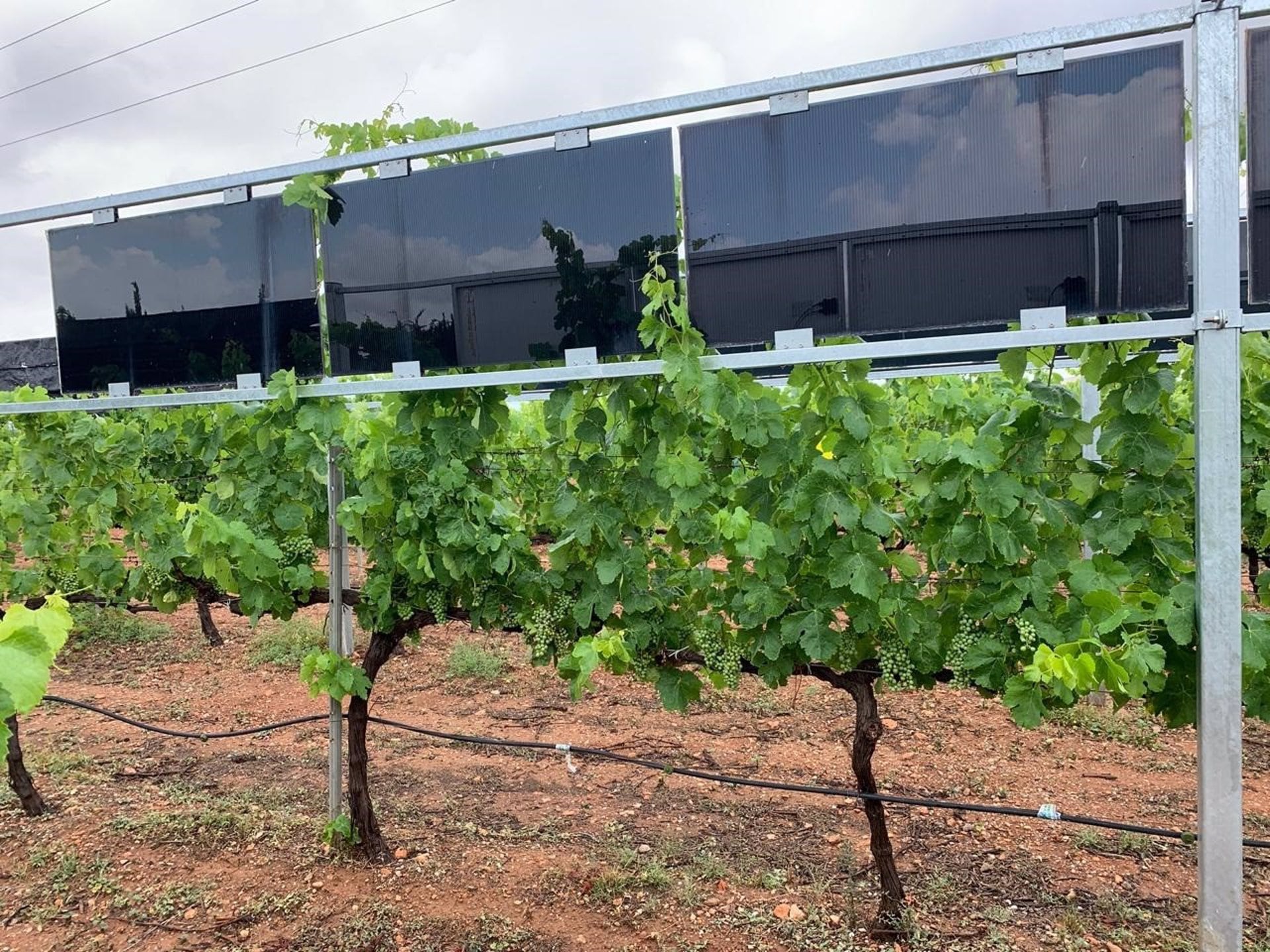 Estructuras Agrovoltaicas para Viñedos Desarrollados Con Ayudas Del Programa Regional De Transferencia De Conocimientos De Las Fundación Séneca.
Un grupo de investigadores de la Universidad Politécnica de Cartagena (UPCT), liderados por el profesor Javier Padilla, está desarrollando estructuras agrovoltaicas dinámicas para la adaptación climática en viñedos. De este modo hacen compatibles la producción energética, la producción agrícola y la protección climática con el proyecto SOLARCAP (&#039;Visera solar&#039;)