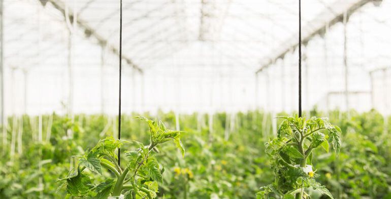 Fuerte bajada respecto a la anterior pero seguda en el ranking histórico.