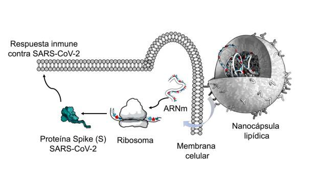 Esquema del funcionamiento de las vacunas de ARNm encapsulado en nanopartículas lipídicas. Adaptado de Altounian (Science, 2020) por Nuria Campillo. V. Altounian (Science, 2020).