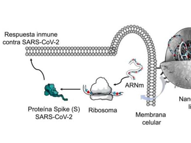 Esquema del funcionamiento de las vacunas de ARNm encapsulado en nanopartículas lipídicas. Adaptado de Altounian (Science, 2020) por Nuria Campillo. V. Altounian (Science, 2020).