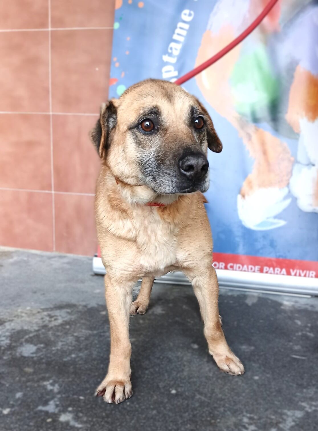 Wine busca una nueva familia.