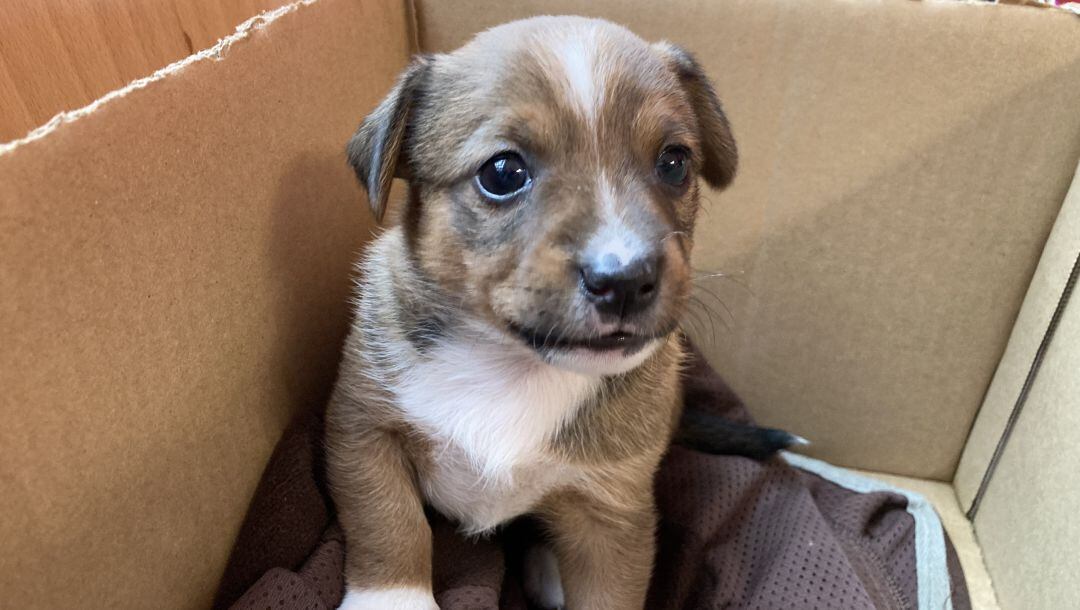 Nocilla, el cachorro de apenas un mes de vida que Patricia Vargas ha decidido adoptar del centro municipal canino de Valdepeñas (Ciudad Real) 