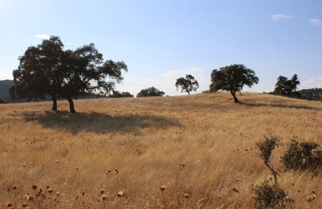 Pradera visiblemente seca en la zona de búsqueda