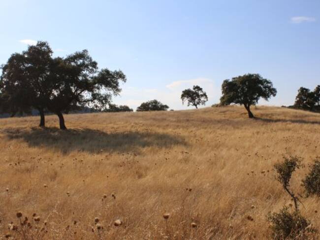 Pradera visiblemente seca en la zona de búsqueda