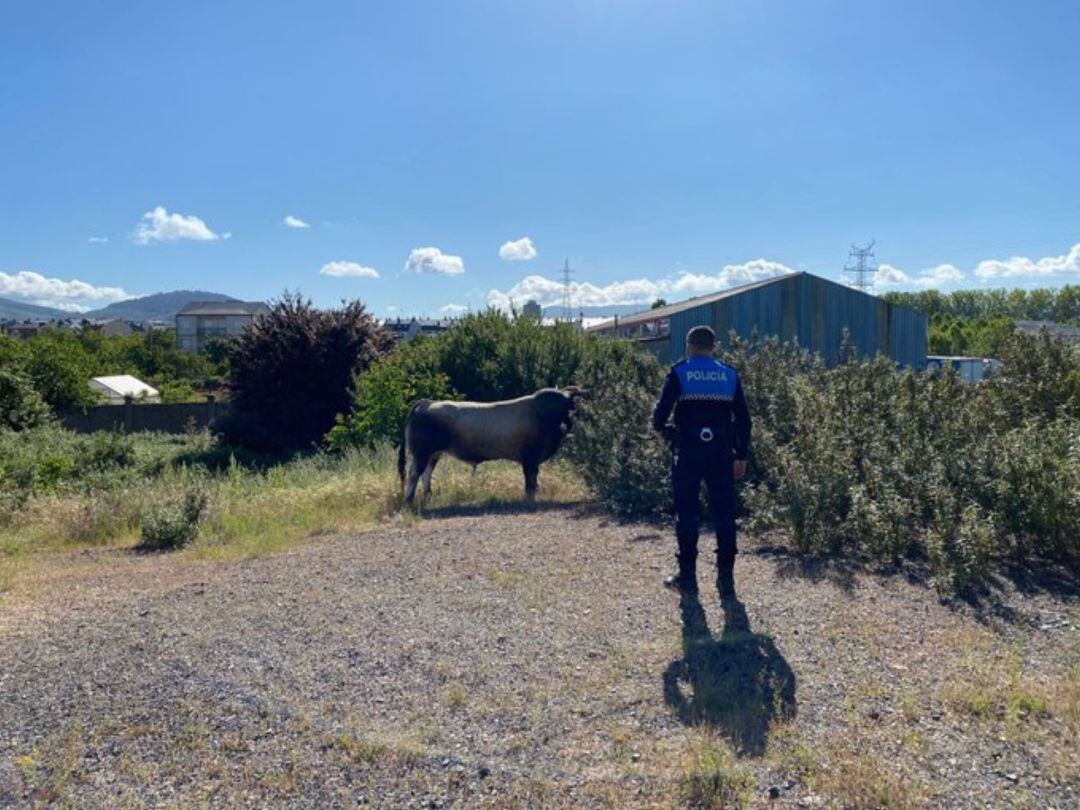 Imagen del animal, vigilado por un agente