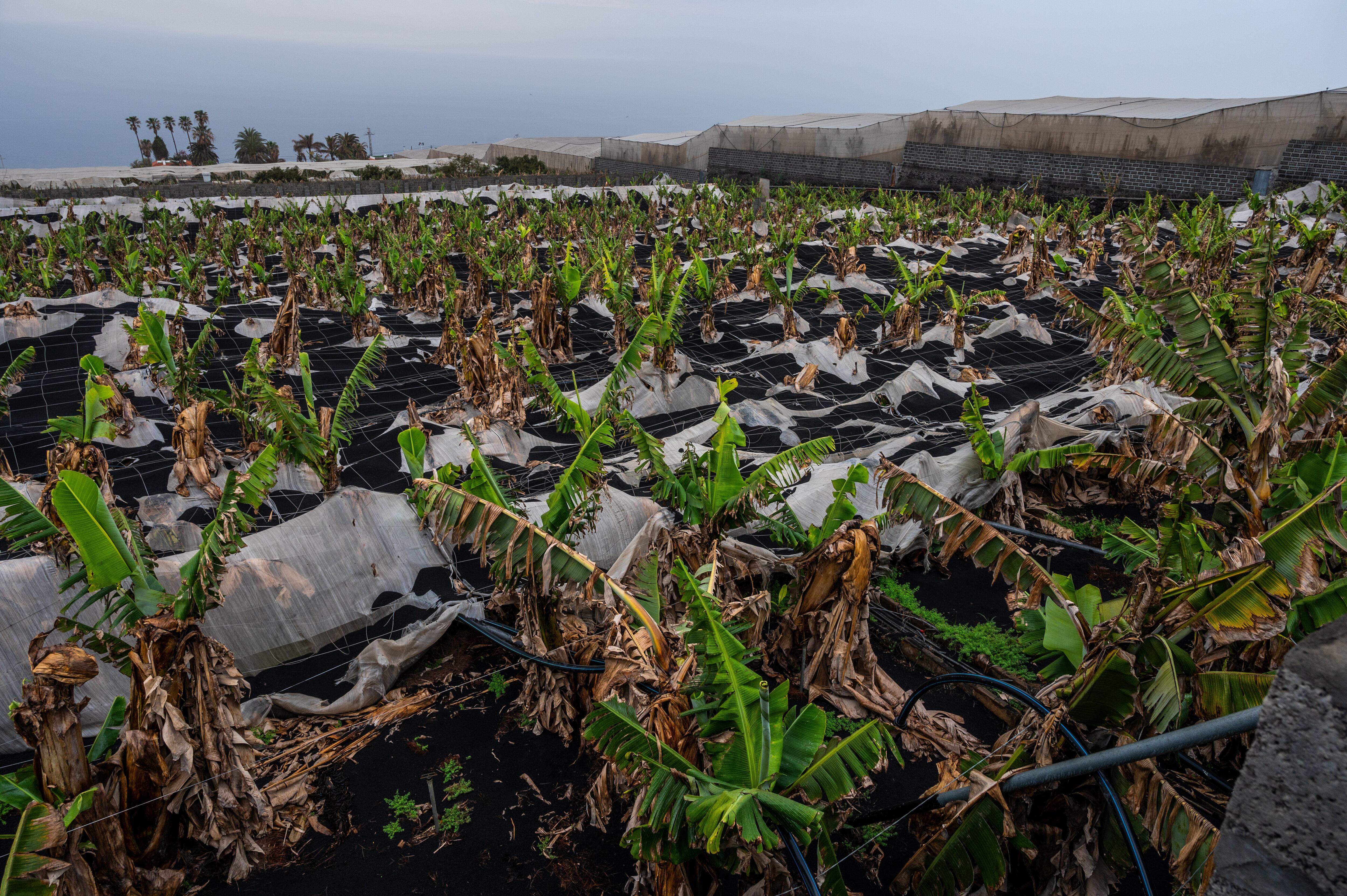 Las fincas de plátanos gravemente afectadas por el volcán de La Palma