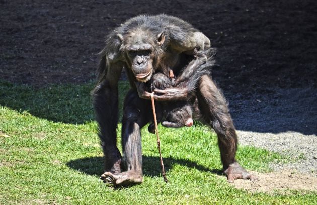 Nace una cría de chimpancé en BIOPARC Valencia en abril