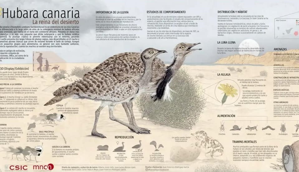 Infografía Hubara Canaria.