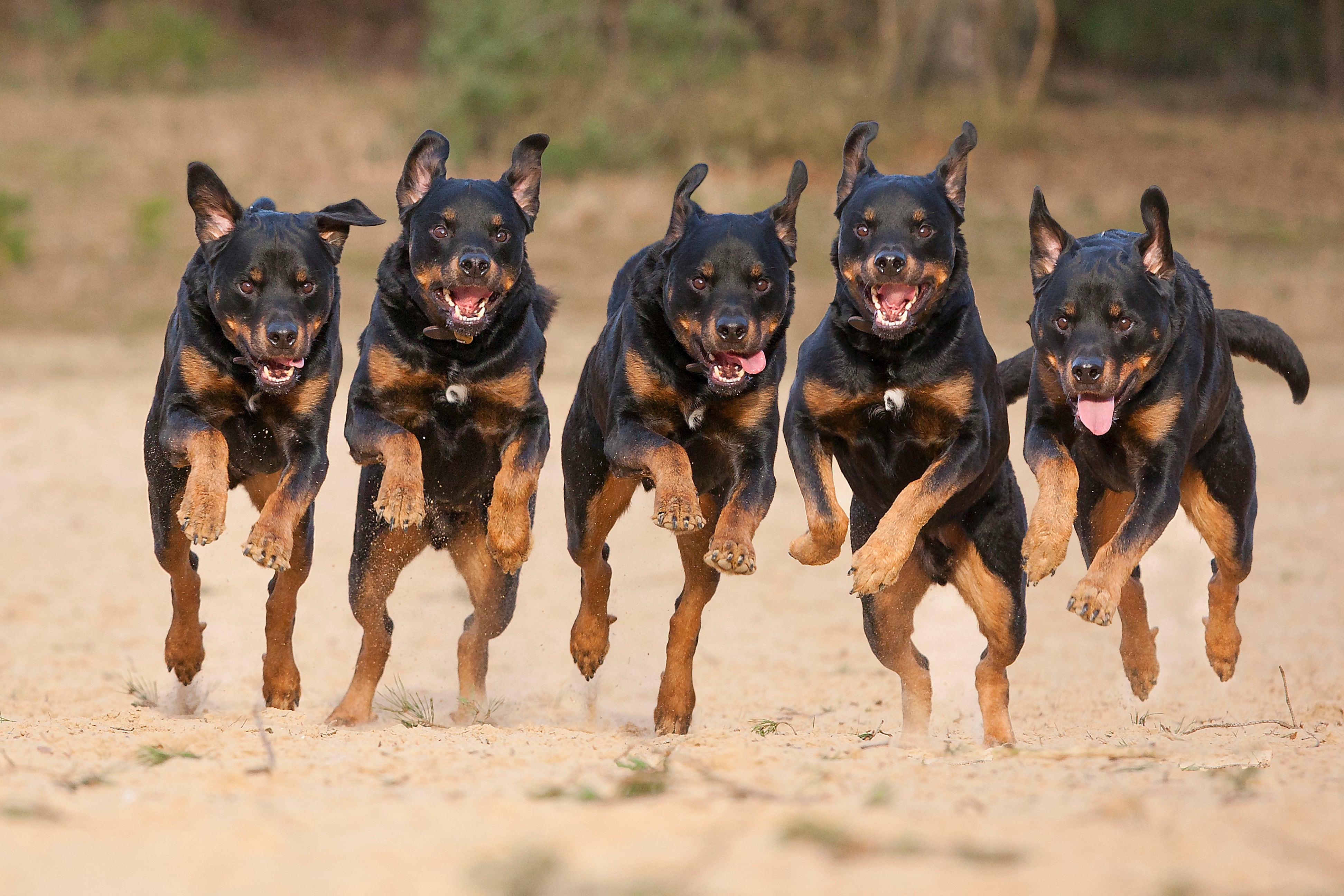 La raza por sí sola no determina el comportamiento de los perros.