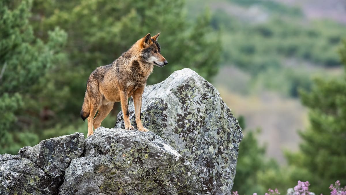 León, hacia rutas salvajes: La presencia del lobo en las tierras de León (19/11/2024)
