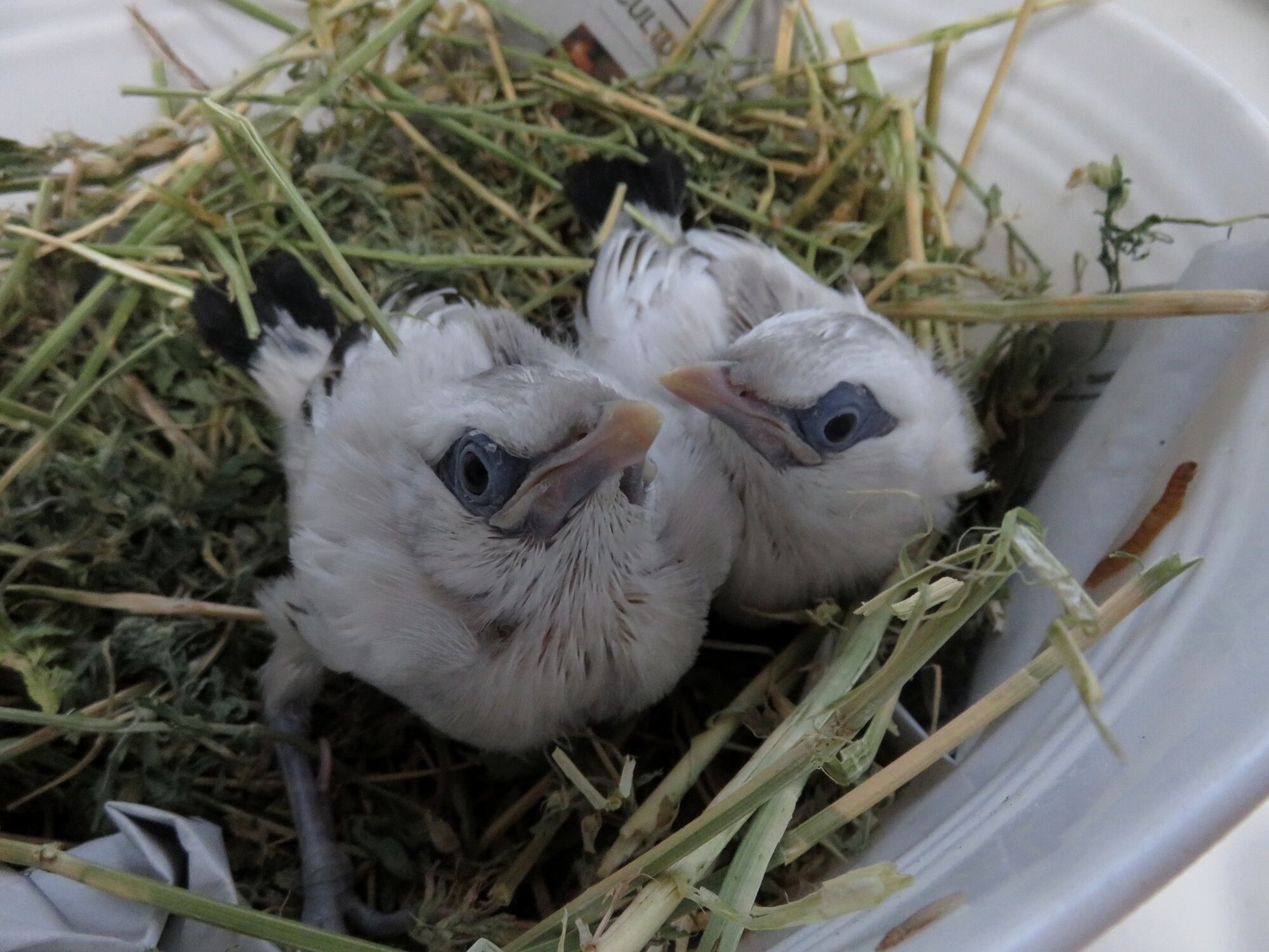 Pollos de Miná de Bali nacidos en el Zoo de Jerez