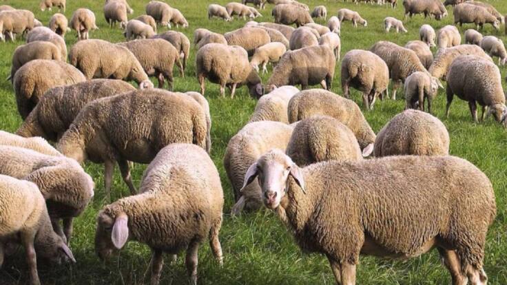 Jaraíz Castilla La Mancha 1 de mayo