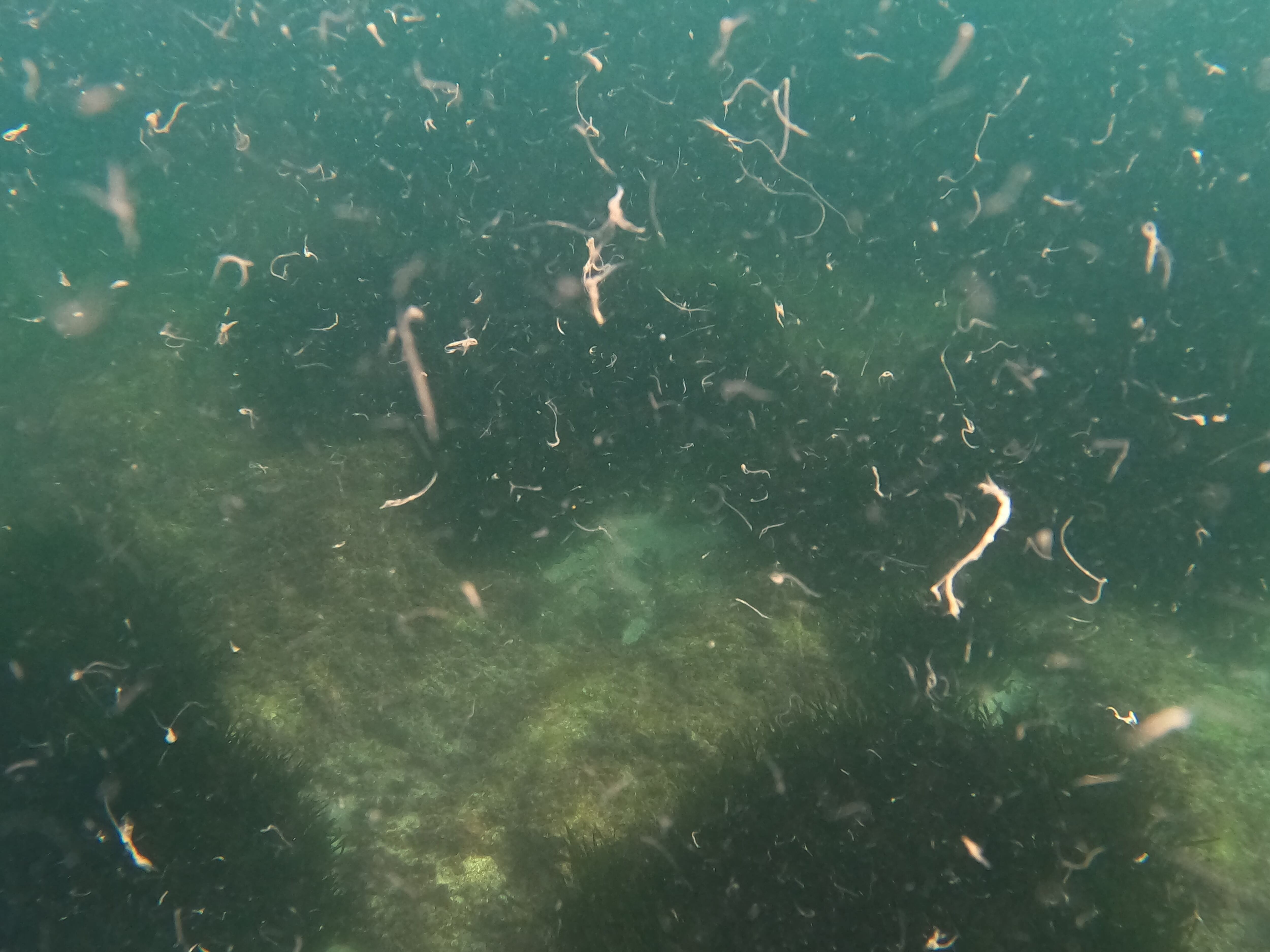 Toallitas húmedas vertidas al mar en el Cabo Huertas de Alicante