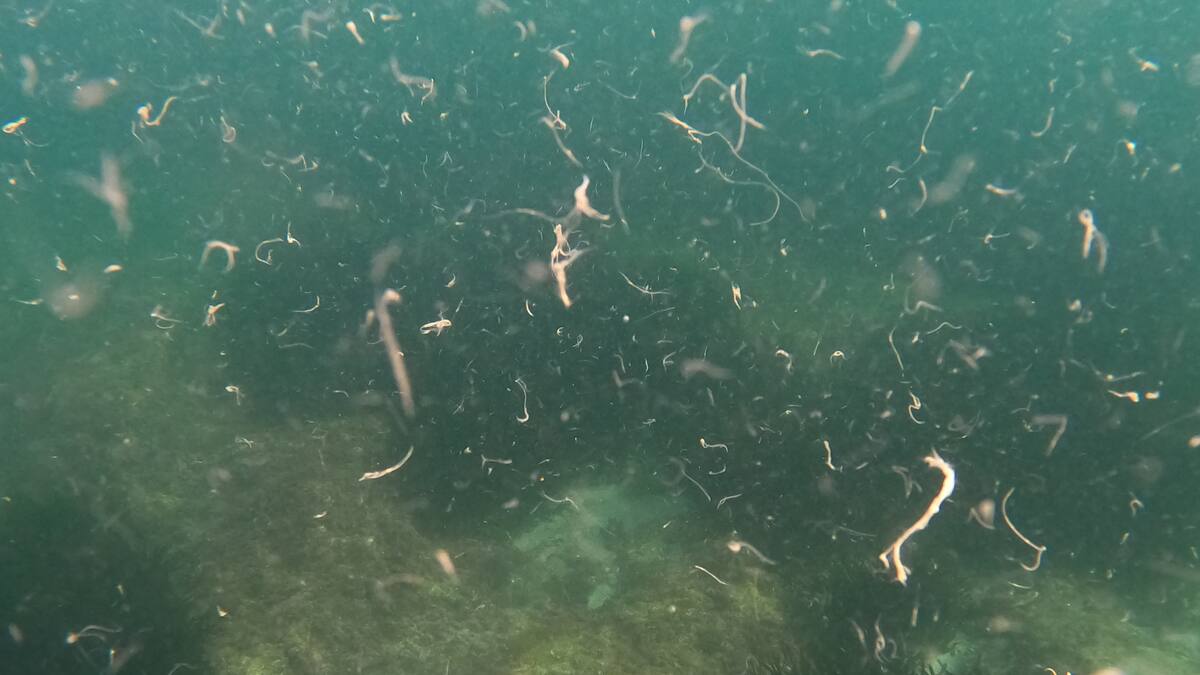 Nadadores de aguas abiertas denuncian al Seprona la aparición de cientos de toallitas en el Cabo de la Huerta de Alicante