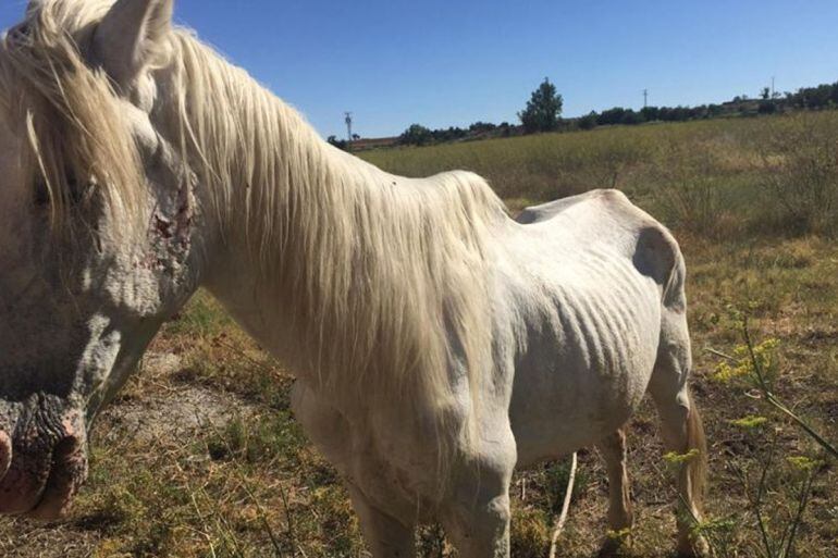 &#039;Aire&#039;, el caballo rescatado por DAZ en julio de 2017 