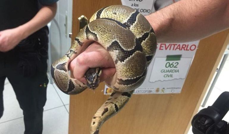 La pitón fue encontrada en el baño de una vivienda de Ciempozuelos