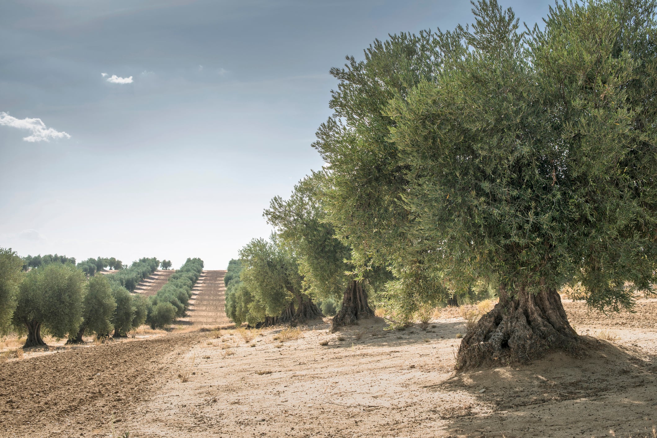 Plantación de olivar durante un día soleado