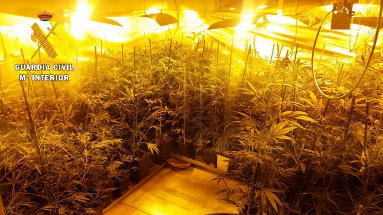 El detenido cultivaba más de cien plantas de marihuana en la vivienda.