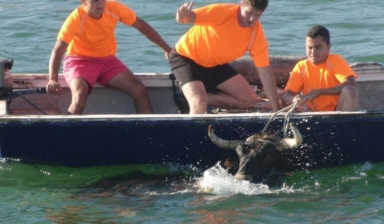 Els bous a la mar s'organitzen a diferents punts de les Terres de l'Ebre.
