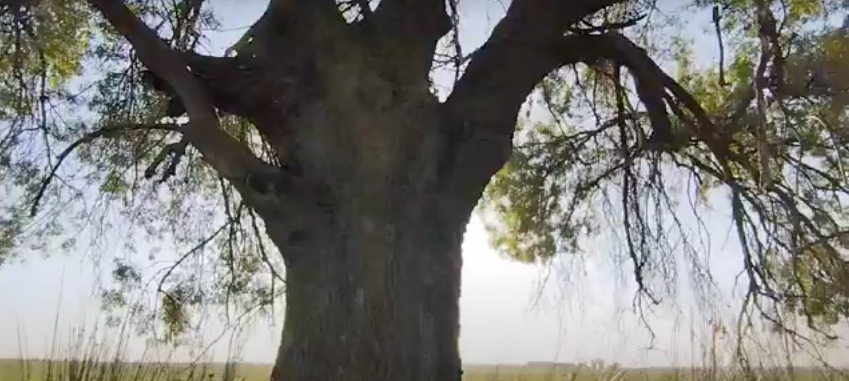 Ecologistas denuncian que la pistachera del Jarama ha arrancado de cuajo el “viejo fresno” de Silillos