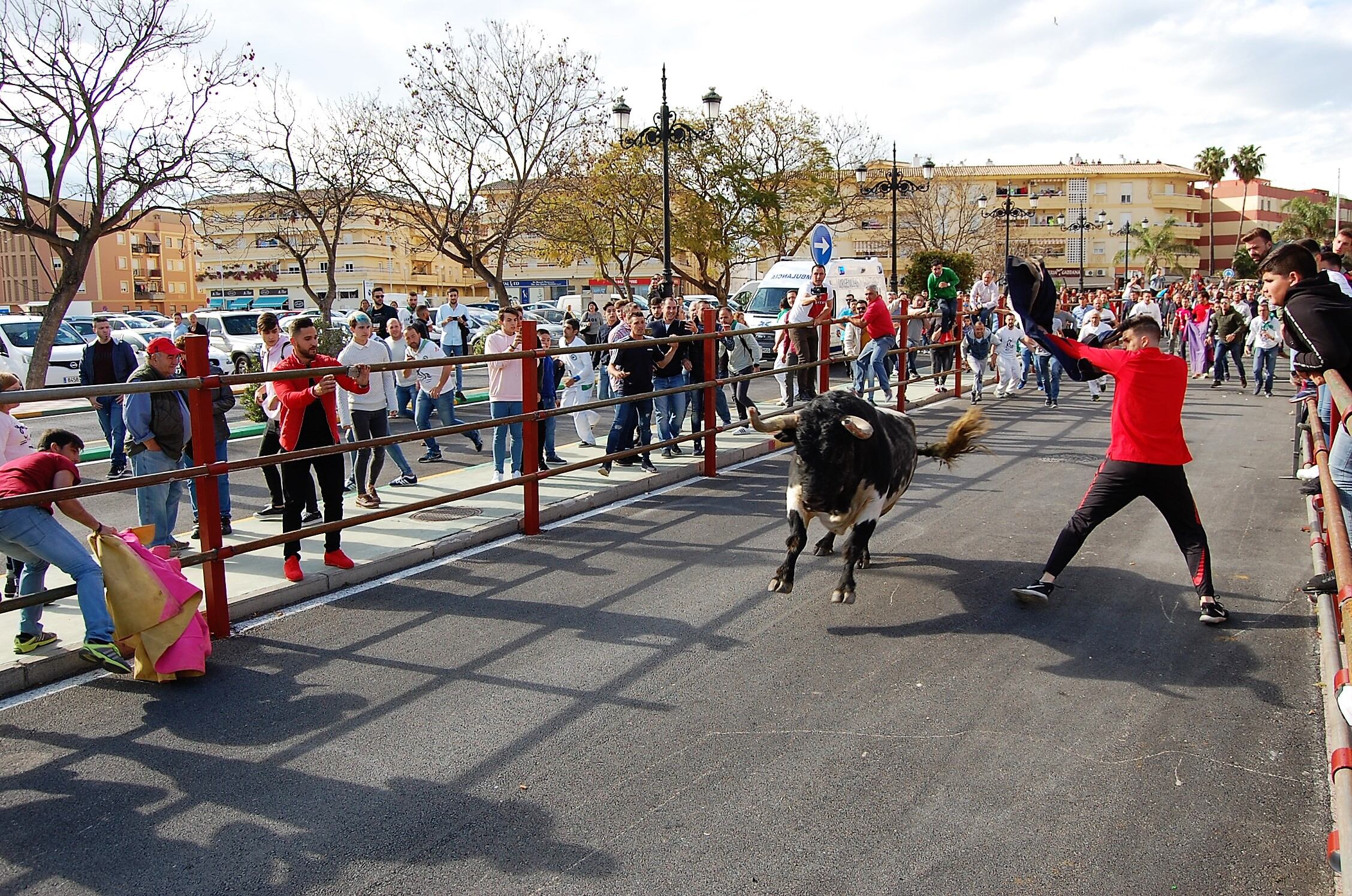 Fiesta del toro embolao en Los Barrios