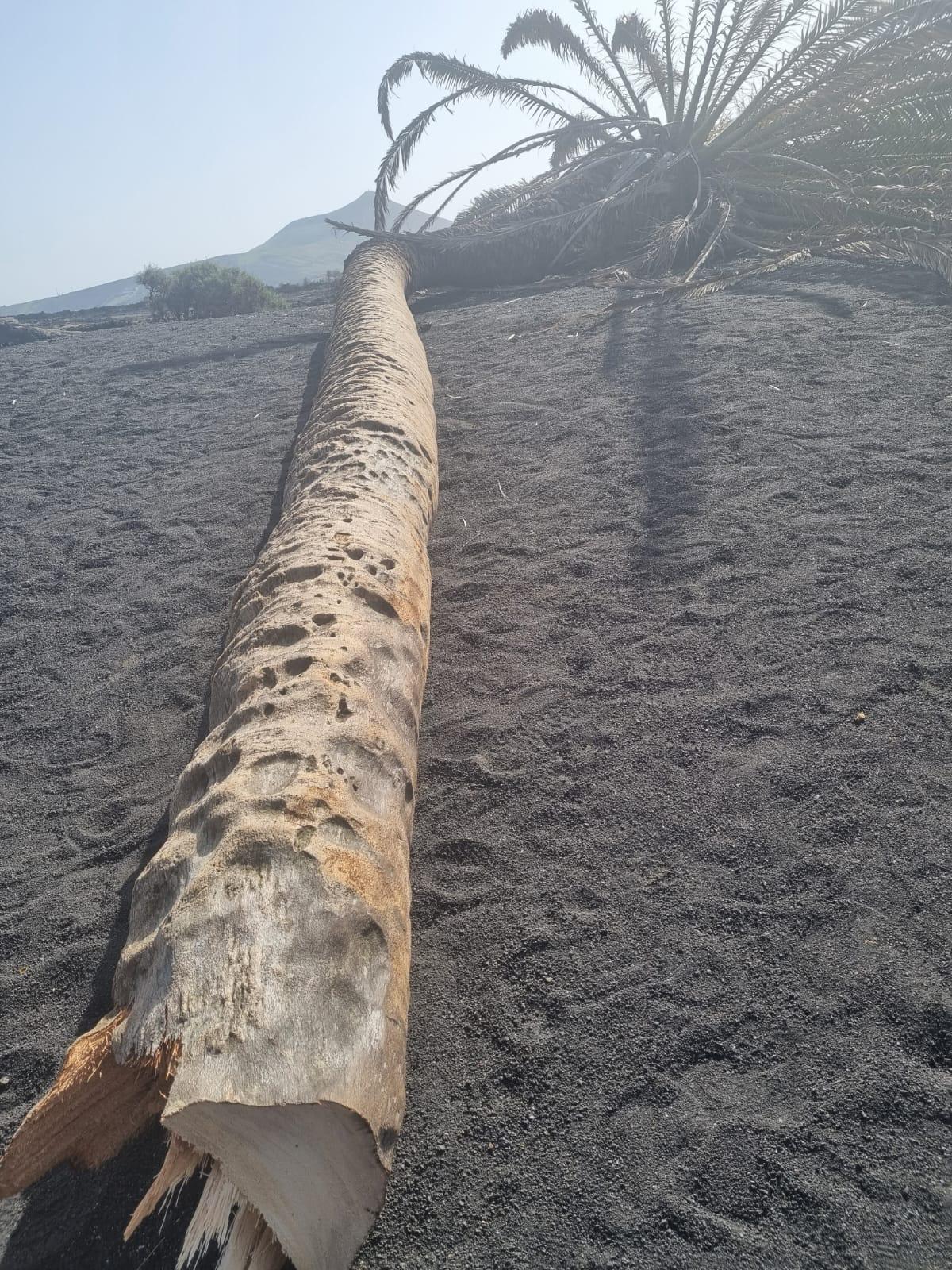 Tronco de la palmera caída en el suelo y con el corte en primer plano.