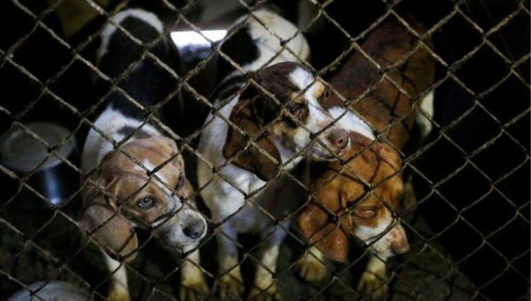 Perros en el interior de un box