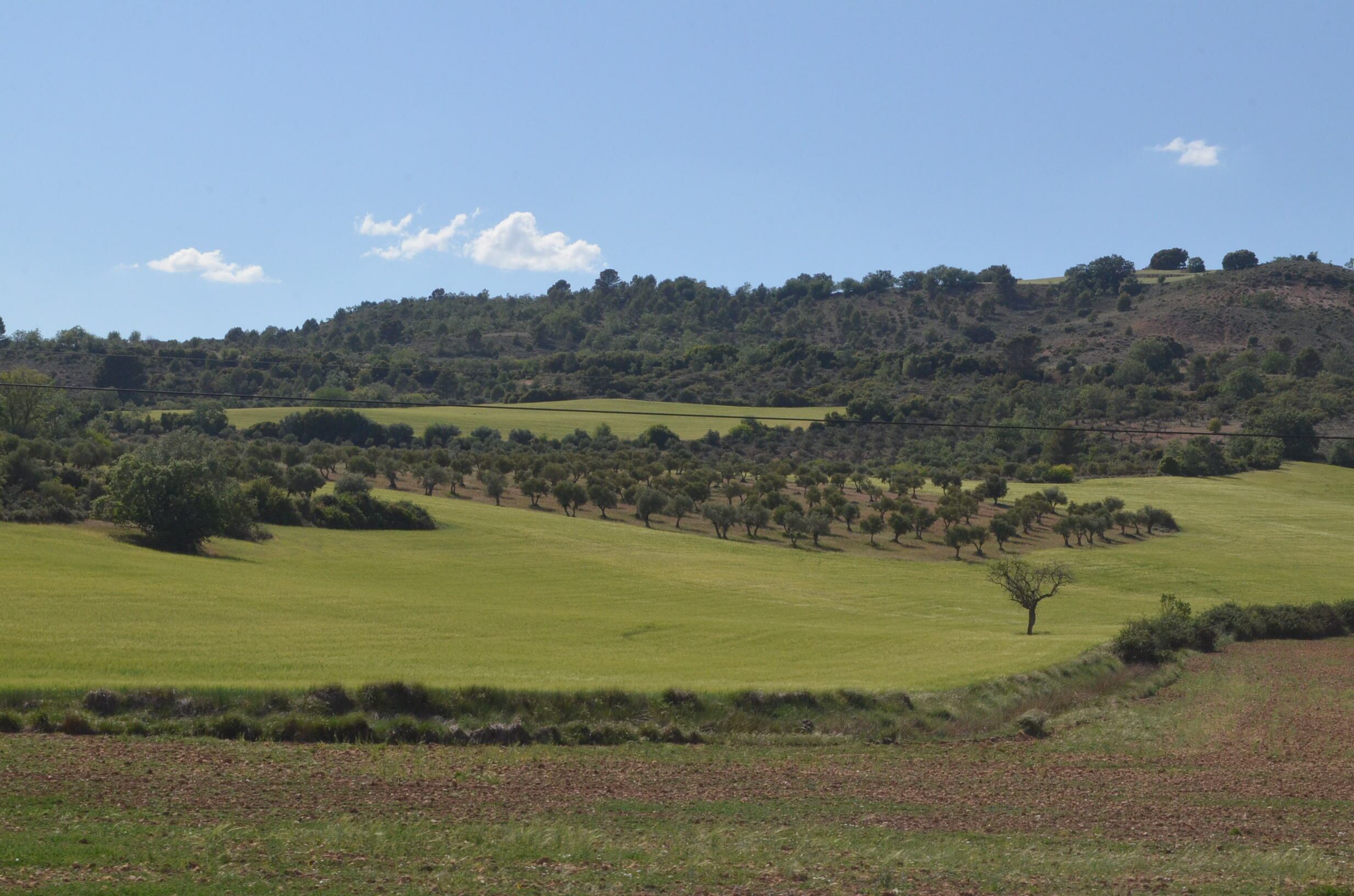 Olivar (al fondo) en Guadalajara