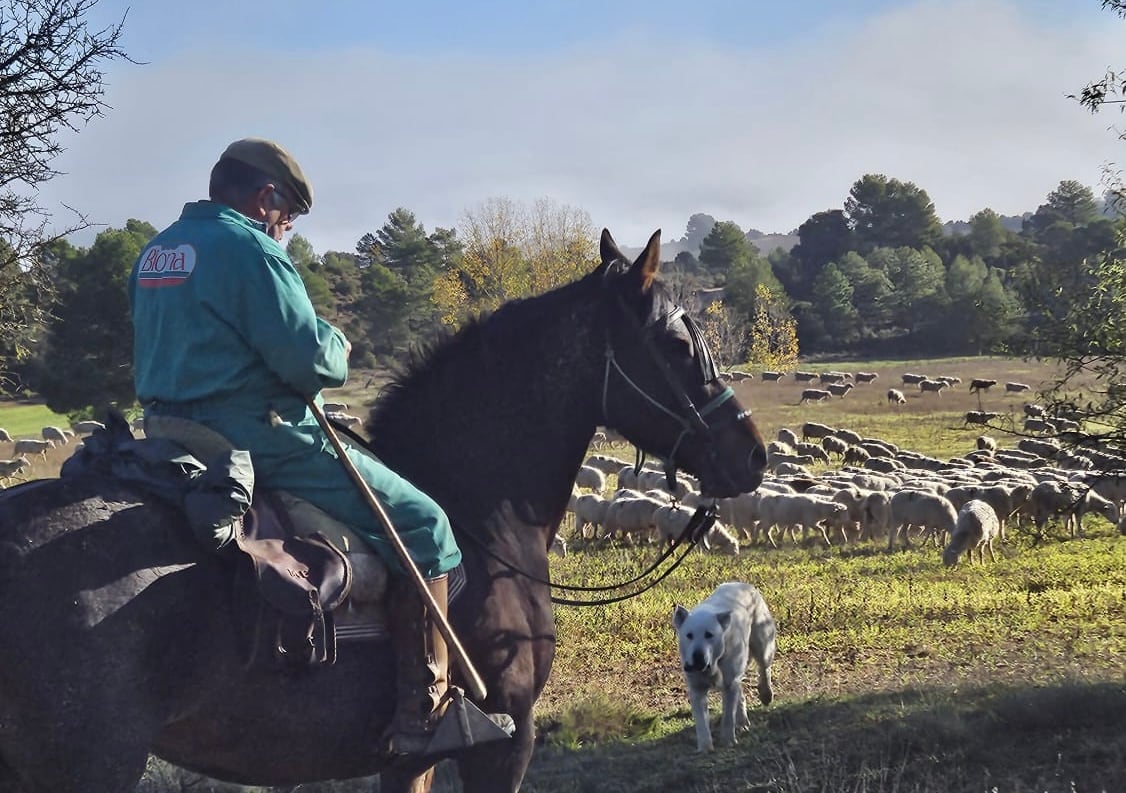 Manolo Cardo, ganadero conquense, guiando su ganado en la trashumancia.
